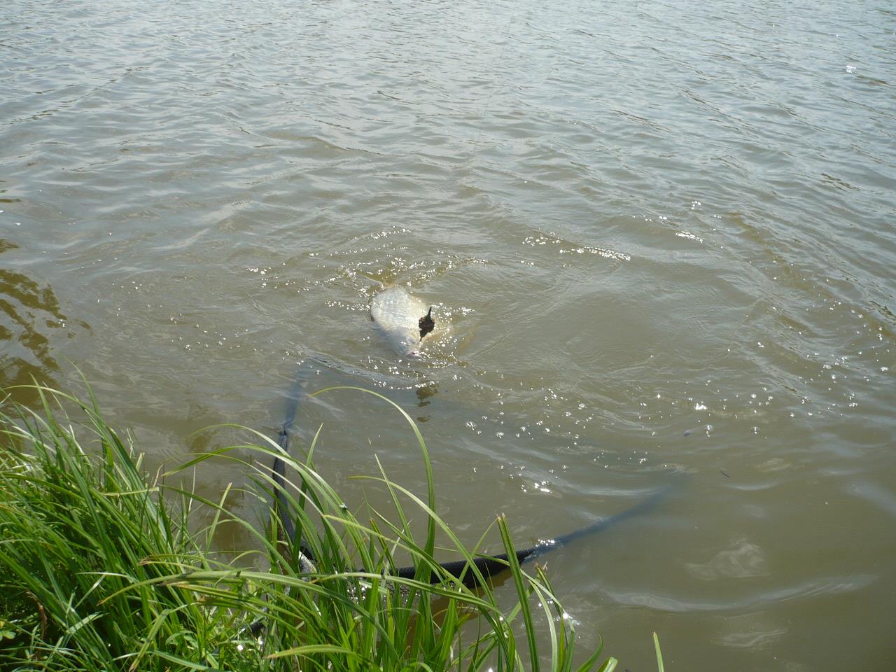 MV2 - 06.IUN.2014 - p1020444.JPG